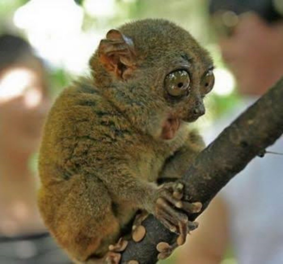 Image result for tarsier stick"